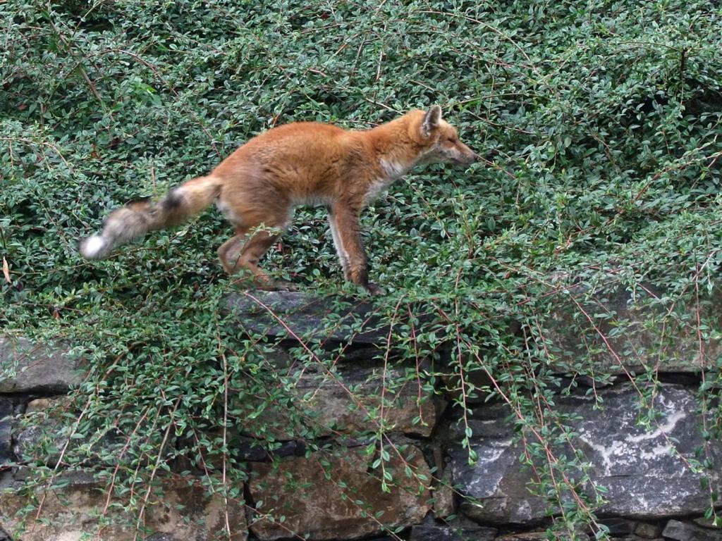 לינה וארוחת בוקר Le Renard D'אינטרוד מראה חיצוני תמונה